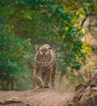 Male Tiger At Ranthambore