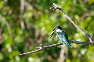 Male kingfisher in Colombian Amazon