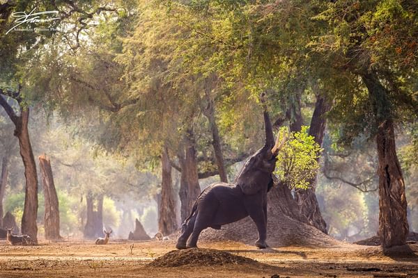 Mana Pools Elephant Mana Pools Elephant