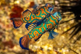 Mandarin fish Banda Islands Indonesia Mandarin fish Banda Islands Indonesia