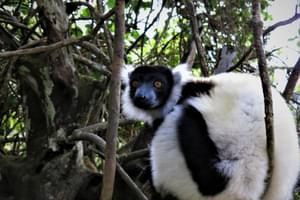 Mantadia  Black And  White Ruffed  Lemur  Toky  Andriamora
