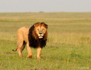 Mara  Ngenche Black Mane Lion Mara  Ngenche Black Mane Lion