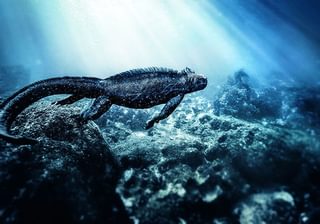 Marine Iguana Seaman Journey Galapagos Marine Iguana Seaman Journey Galapagos
