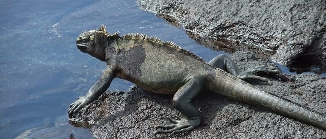 Marine Iguana Galapagos