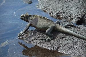 Marine Iguana Galapagos Marine Iguana Galapagos