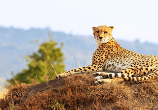 Masai Mara Cheetah Canva Pro Masai Mara Cheetah Canva Pro