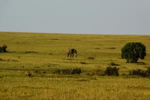 Masai  Mara Landscape