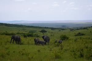 Masai  Mara View