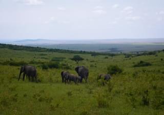 Masai Mara View