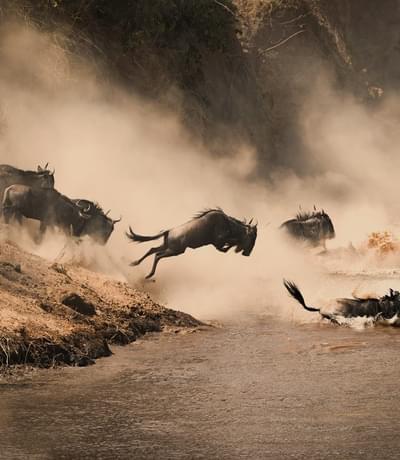 Masai Mara Wildebeest Migration Copy