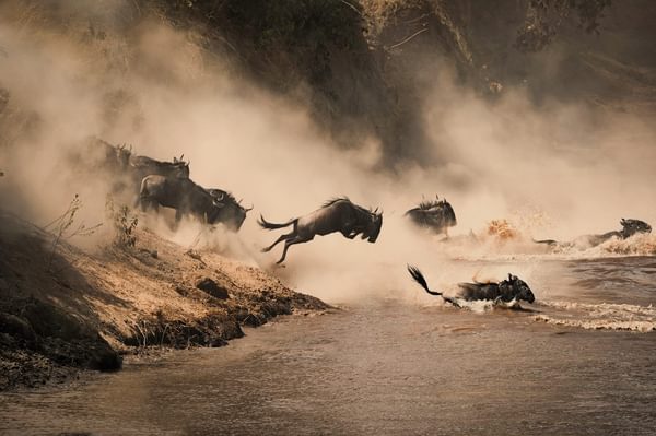 Masai Mara Wildebeest Migration Copy Masai Mara Wildebeest Migration Copy