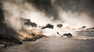 Masai Mara Wildebeest Migration