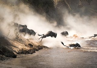 Masai  Mara Wildebeest Migration