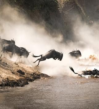 Masai Mara Wildebeest Migration