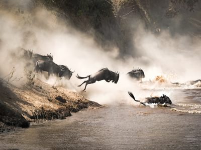 Masai Mara Wildebeest Migration Masai Mara Wildebeest Migration