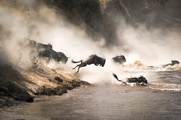 Masai Mara Wildebeest Migration Masai Mara Wildebeest Migration