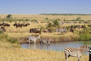 Masai Mara