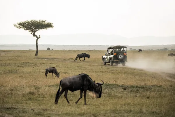 Masai mara wildebeest Masai mara wildebeest