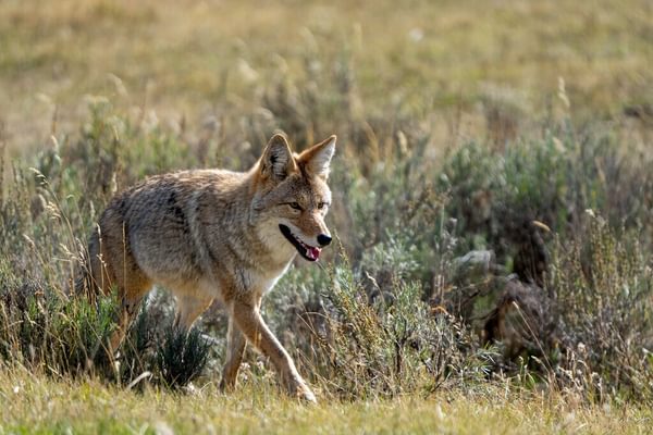 Medium RGB NAT HAB Coyote Myoming US Medium RGB NAT HAB Coyote Myoming US