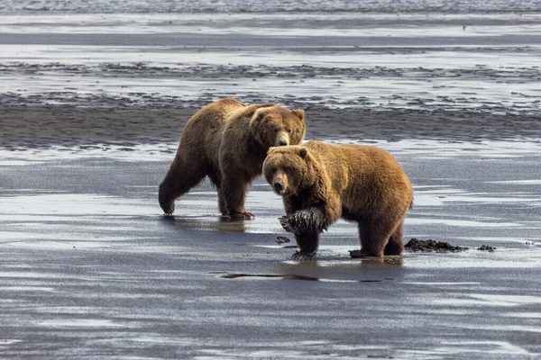 Medium RGB NAT HAB US Alaska Bear Camp Lake Clark National Park Brown Bear 2 Medium RGB NAT HAB US Alaska Bear Camp Lake Clark National Park Brown Bear 2