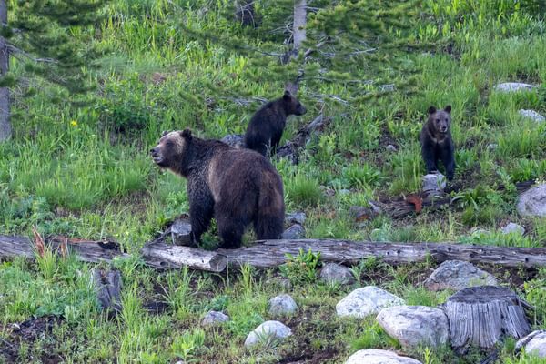 Medium RGB NAT HAB yelj Wyoming Black Bear Medium RGB NAT HAB yelj Wyoming Black Bear