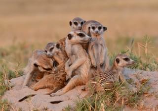 Meerkats In Makgadikgadi