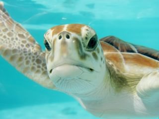Mexico wildlife turtle Mexico wildlife turtle