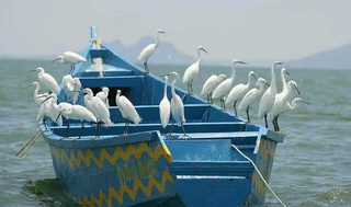 Mfangano Island Birds