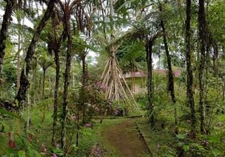 Michael Sao Tome – Bom Sucesso Botanical Gardens