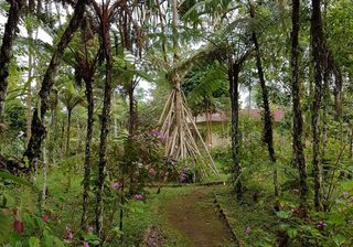 Michael Sao Tome – Bom Sucesso Botanical Gardens Michael Sao Tome – Bom Sucesso Botanical Gardens