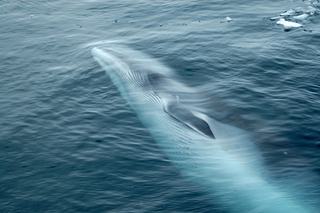Minke Whale underwater