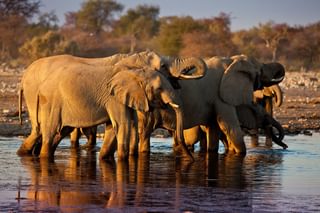 Mokuti Etosha Lodge Mokuti Etosha Lodge