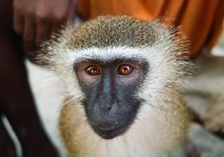 Monkey At Coral Lodge Near Ilha De Mozambique
