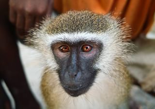 Monkey At Coral Lodge Near Ilha De Mozambique Monkey At Coral Lodge Near Ilha De Mozambique