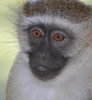 Monkey In Malawi