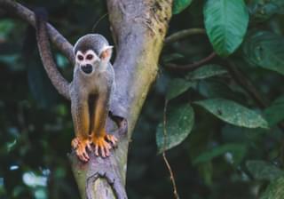 Monkey in the Colombian Amazon