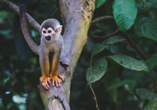Monkey in the Colombian Amazon Monkey in the Colombian Amazon