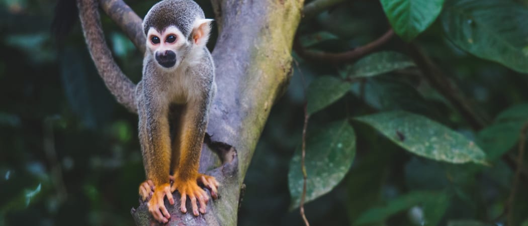 Monkey in the Colombian Amazon
