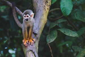 Monkey in the Colombian Amazon Monkey in the Colombian Amazon