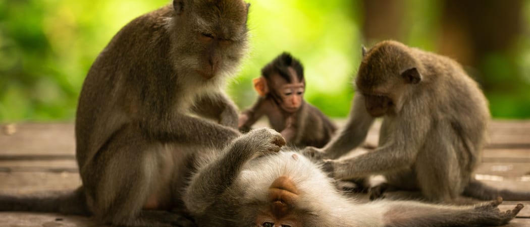 Monkeys at Ubud Monkey Park Ubud Bali Indonesia