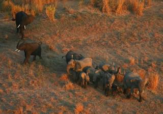 Montebelo Gorongosa Lodge Chitengo Camp Elephants