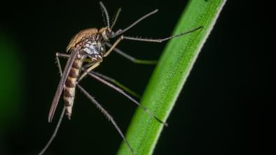 Mosquitoes Are Carriers Of Malaria