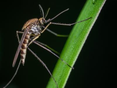 Mosquitoes Are Carriers Of Malaria
