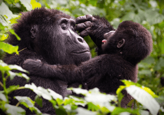 Ugandan Gorilla Trekking Ugandan Gorilla Trekking