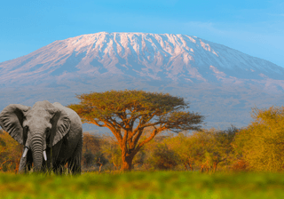 Mount Kilimanjaro with Acacia Tanzania Canva Pro Mount Kilimanjaro with Acacia Tanzania Canva Pro