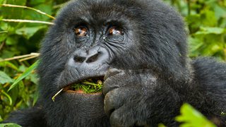 Mountain Gorilla View Lodge Gorilla Copy Mountain Gorilla View Lodge Gorilla Copy