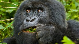 Mountain Gorilla View Lodge Gorilla Copy