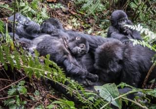 Mountain Gorillas In Bwindi Uganda