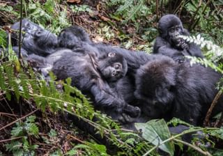 Mountain Gorillas In Bwindi Uganda Mountain Gorillas In Bwindi Uganda