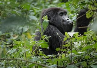 Mountain Gorilla Uganda Mountain Gorilla Uganda